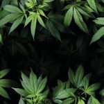 estrazione cannabis ad ultrasuoni
