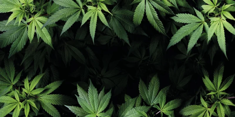 AdobeStock 260334226 Cannabis Background.jpg